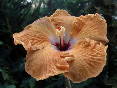 DSC06187 Me-oh x Cloudy Days 1000px.jpg