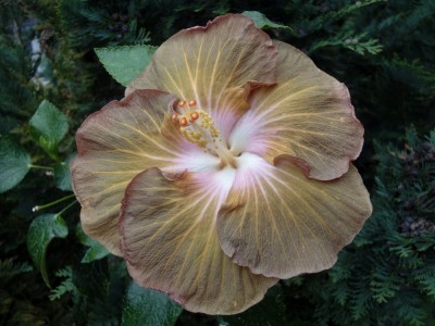 DSC06178 Green Goddess 1000px.jpg