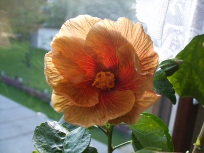 Chocolade delight.JPG