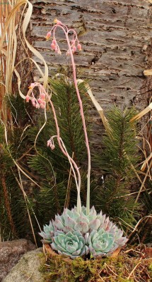 Echeveria 2001-3 (4).jpg