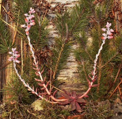 Echeveria 2007-26 (4).jpg