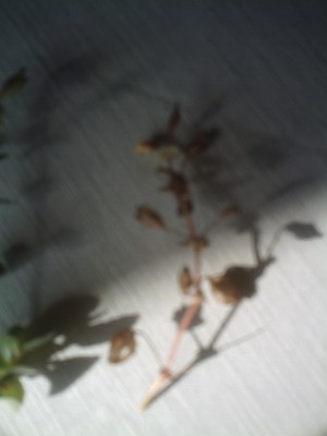 Greenies-Mimulus-SAmen 006.JPG
