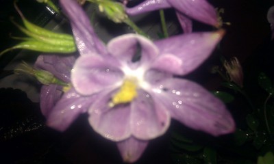 IMAG0232.jpg