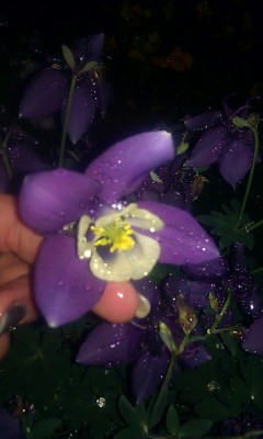 IMAG0229.jpg