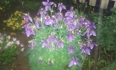 IMAG0231.jpg