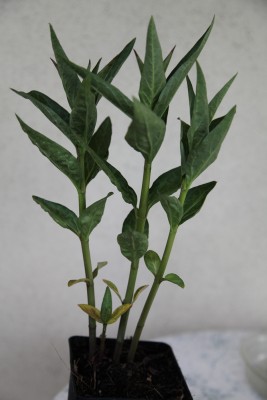 Asclepias incarnata Cinderella.JPG