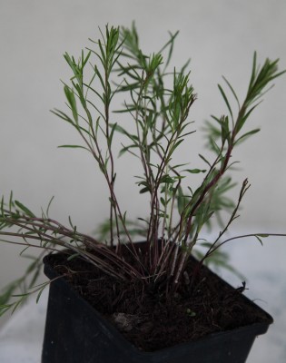 Asclepias Verticillata.JPG