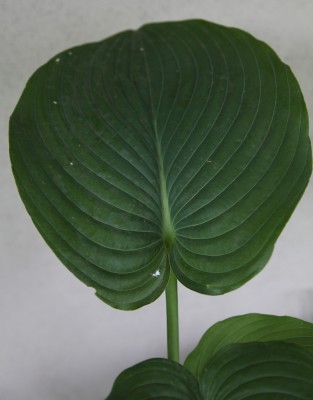 Hosta Empress Wu.JPG
