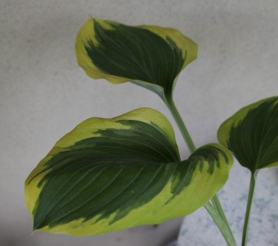 Hosta Ivory Coast.JPG