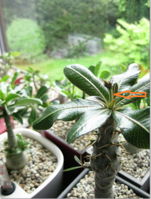 Pachypodium cactipes.png