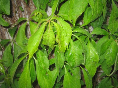 IMG_4428.JPG