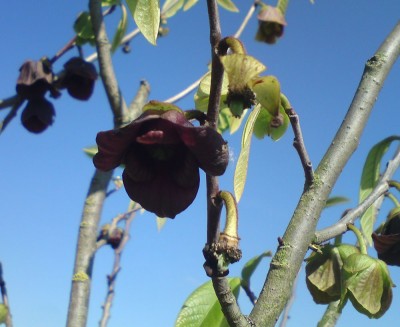 Indianerbanane Asimina triloba.jpg