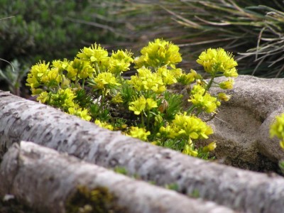 Draba_aizoides_Bluete.jpg