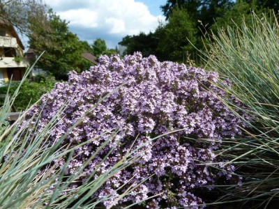 Thymus.jpg
