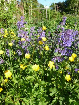 Ranunculus_Nepeta.jpg