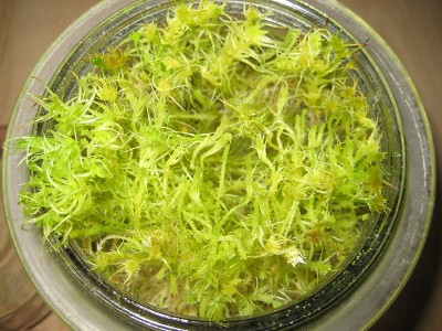 130525_sphagnum_2.jpg