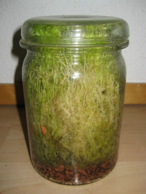 130525_sphagnum_1.jpg