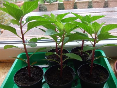 Celosia 26.05.2013.JPG