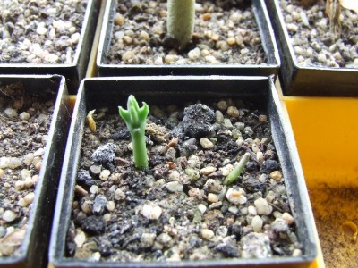 Stapelia 26.05.2013.JPG