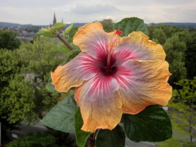 DSC06234 Dark Charm 1000px.jpg