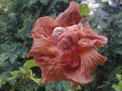 DSC06276 Mattiacis Indian Spirit 2 1000px.jpg