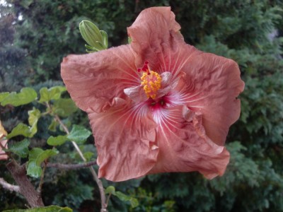 DSC06285 Mattiacis Indian Spirit 1 1000px.jpg