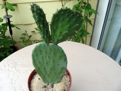 Opuntia robusta 2_1024x800_1200KB.jpg
