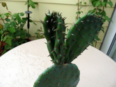 Opuntia robusta_1024x800_1200KB.jpg