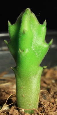 Stapelia am 27.05.2013.jpg