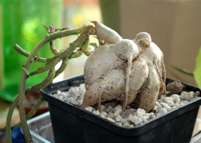 Monadenium 013yy.jpg