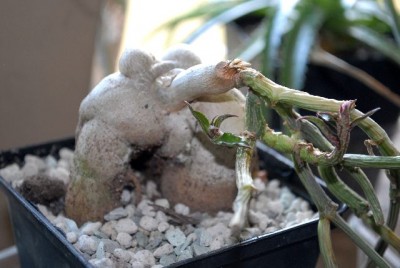 Monadenium 012yy.jpg