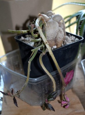 Monadenium 011yy.jpg