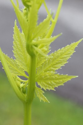 Suchbild 27.05.2013.jpg
