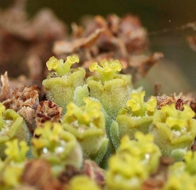 Euphorbia meloformis 1995-11 (4).jpg