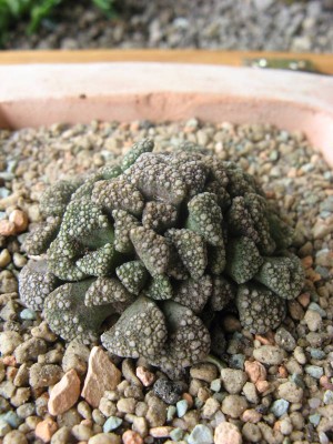 Titanopsis calcarea_130526_02.JPG
