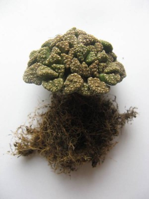Titanopsis calcarea_130526_01.jpg