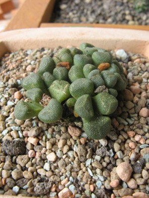 Aloinopsis schooneesii_130526_02.JPG