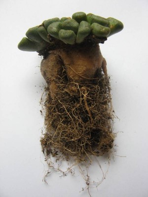 Aloinopsis schooneesii_130526_01.JPG