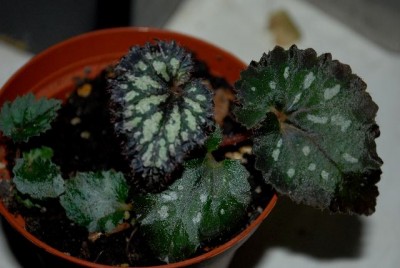 Begonia213 011yy.jpg