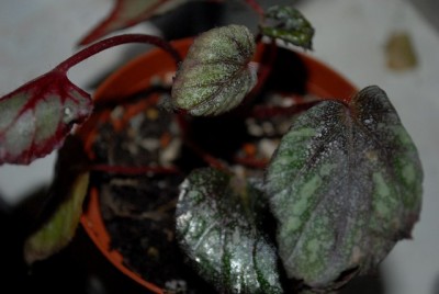 Begonia213 010yy.jpg