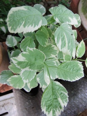 DSCF5335.JPG