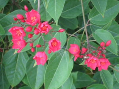 Blume 3.jpg