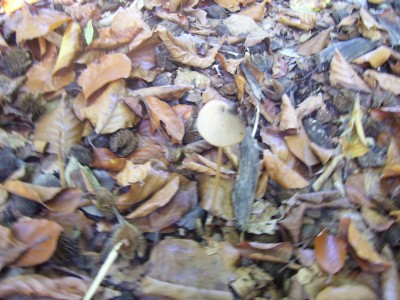 mööp 026.jpg