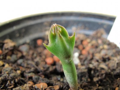 Stapelia.JPG