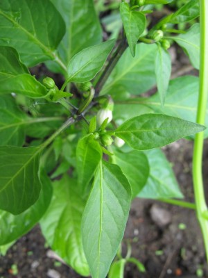 Paprika.JPG