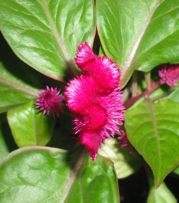 Celosia3 28.05.2013.jpg