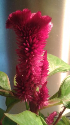 Celosia2 28.05.2013.jpg