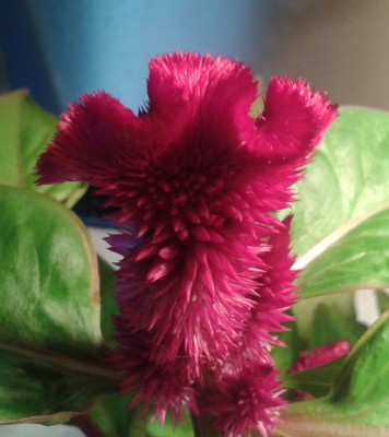 Celosia1 28.05.2013.jpg