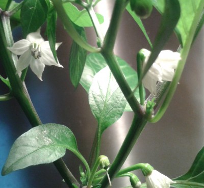 Paprika 28.05.2013.jpg