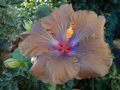 DSC06302 Wallflower 1000px.jpg